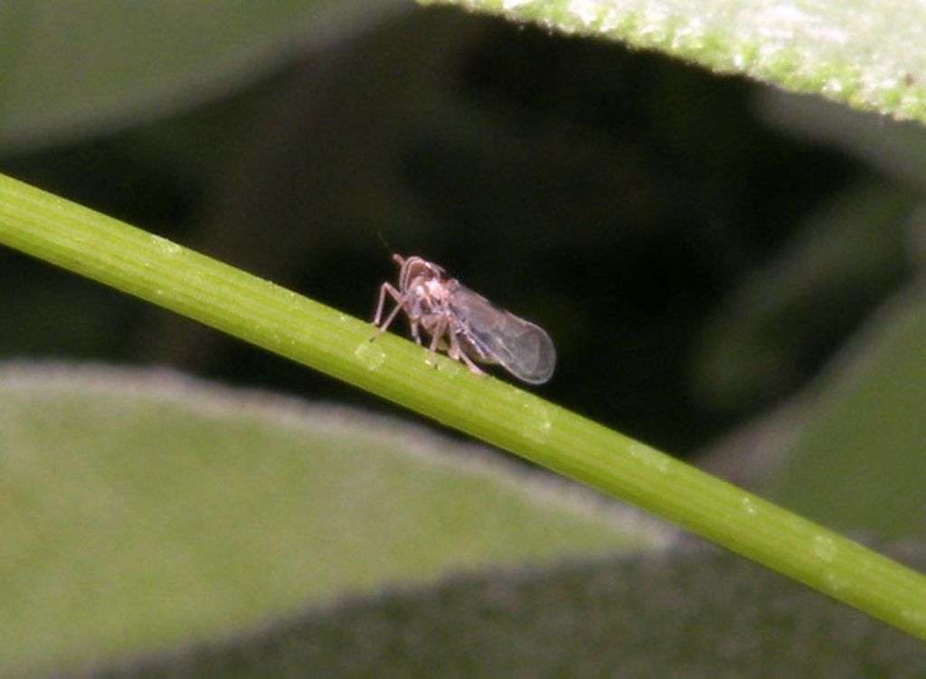 Laodelphax striatella?